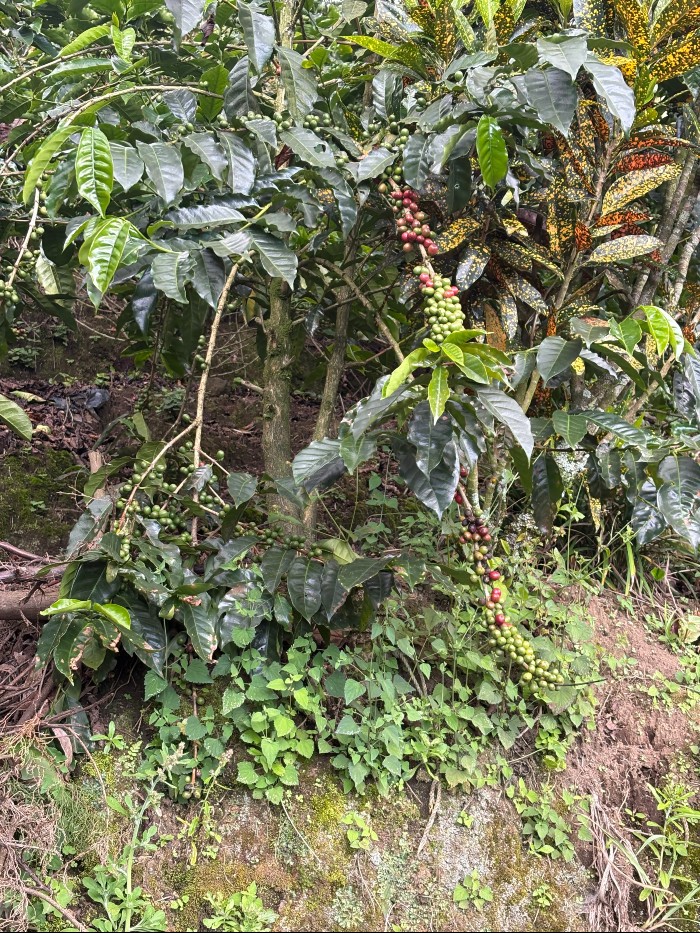 Coffee growing near me.  The red ones are ripe and the green need more time.  