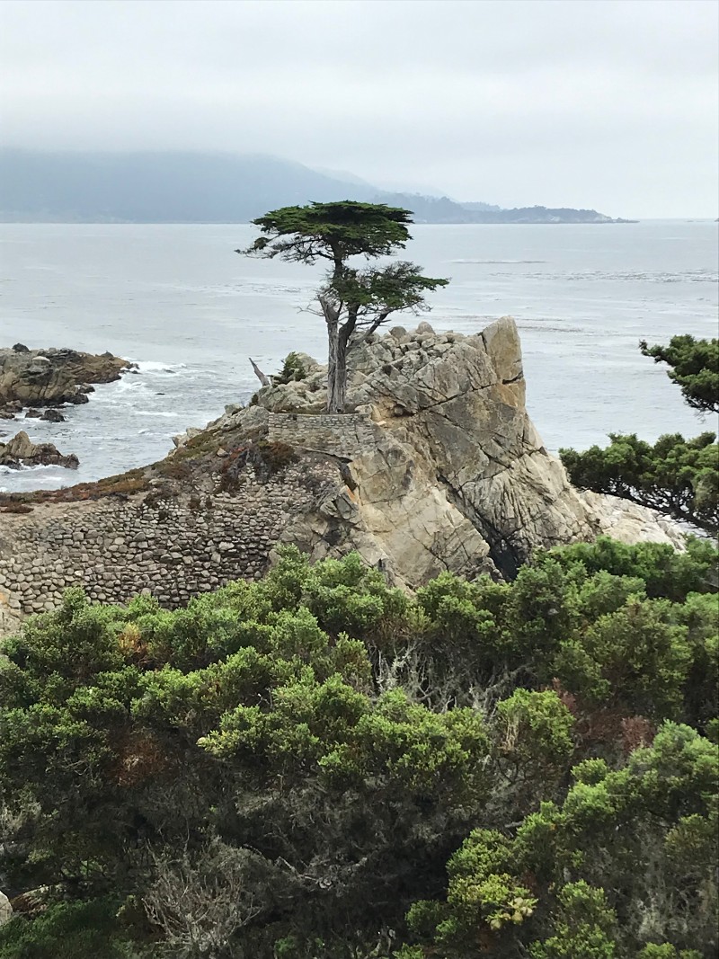 The Lone Cypress