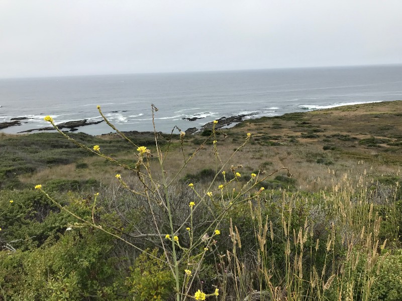 Eureka coastline has plenty of hiking trails and places to wander.